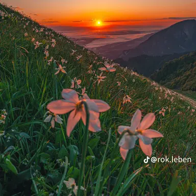 Profile image of 블랑코