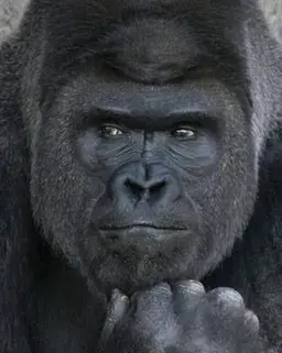 Profile image of 마키