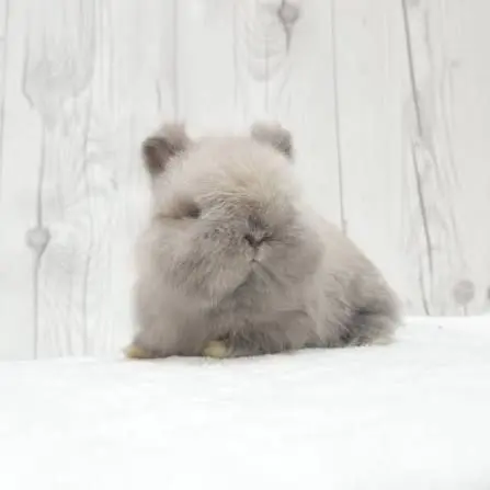 Bunnyloveruser의 토끼를 키워볼까?