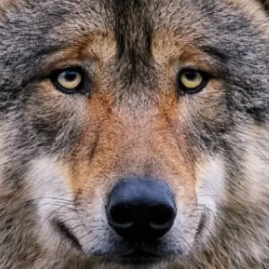 Profile image of 늑대