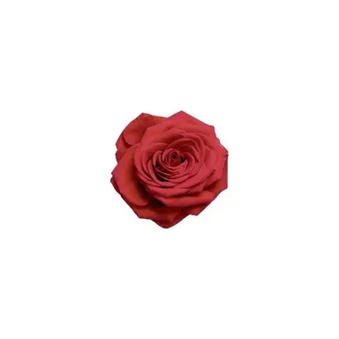 Profile image of ジェシー