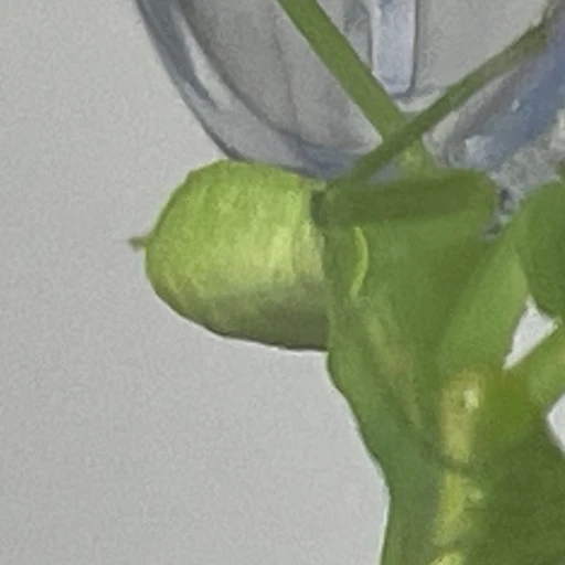 사마귀