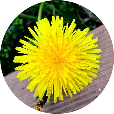 Profile image of 밥풀