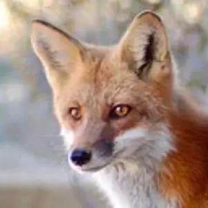 Profile image of 여우
