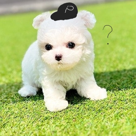 강아지가 된 평학!? 대표 이미지