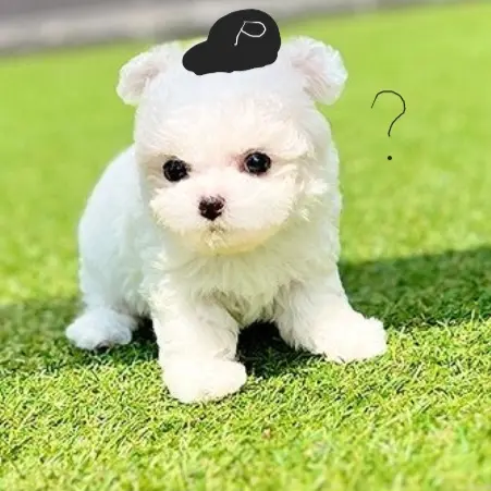 770307의 강아지가 된 평학!?