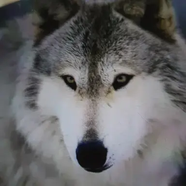 Profile image of 늑대