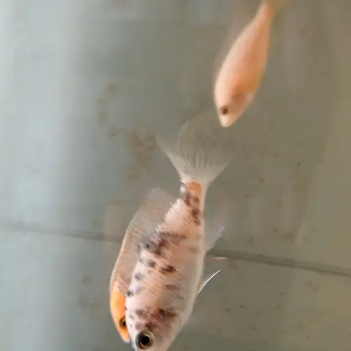 SuperbHiker8022의 사토 하루카