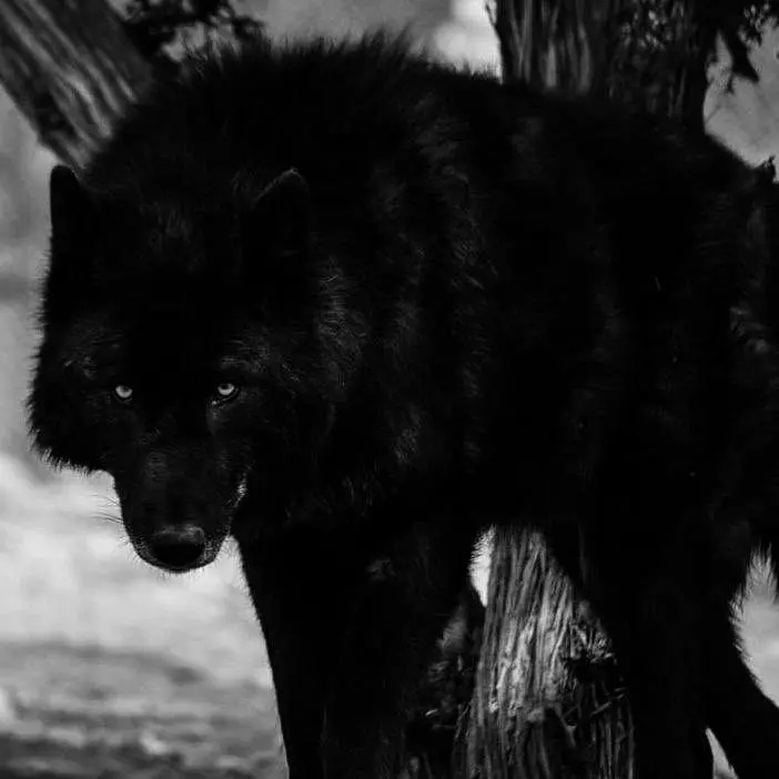 QuickKnee3436의 Wolf Pack RPG