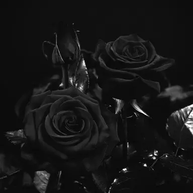 Profile image of リッキー