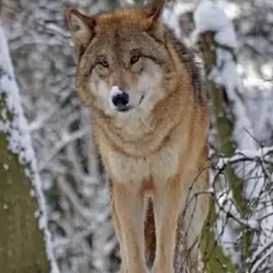 Profile image of 늑대