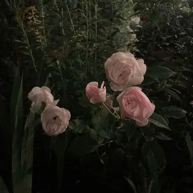 Profile image of 닝이줘