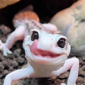 레오파드 게코