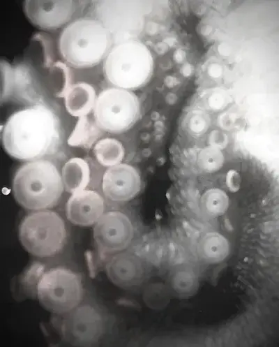 ProudBooth0536의 TENTACLE MONSTER