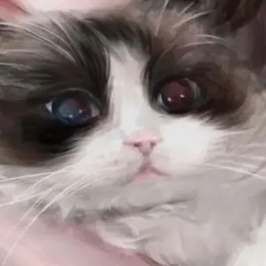 Profile image of Toy