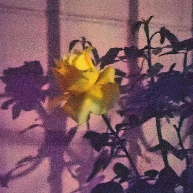 Profile image of 루카