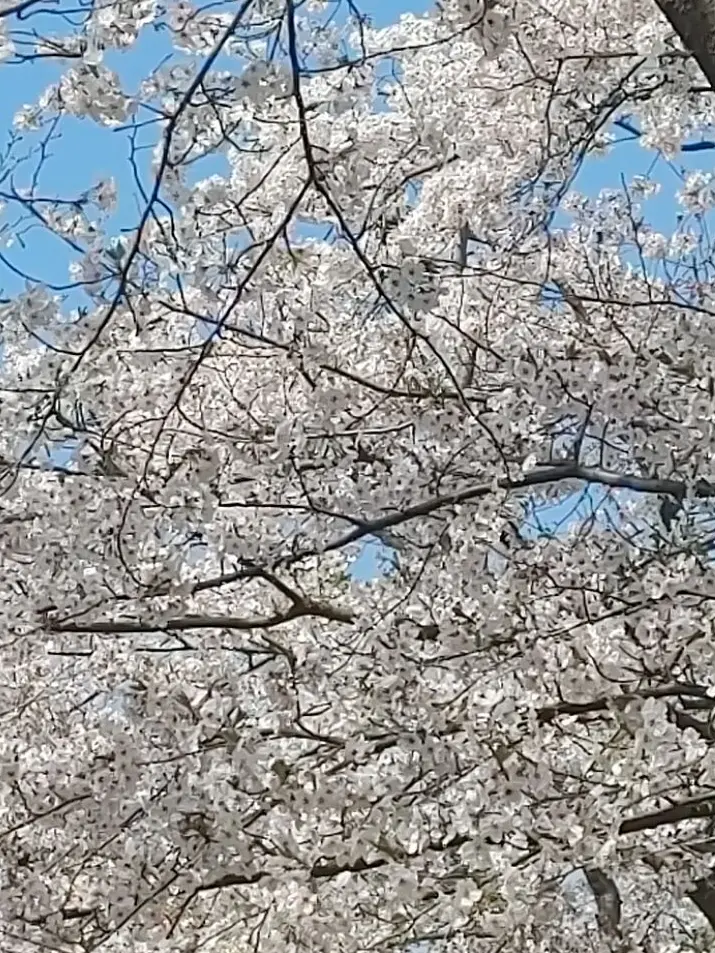 SnowMantan.Abe.saioshi의 n