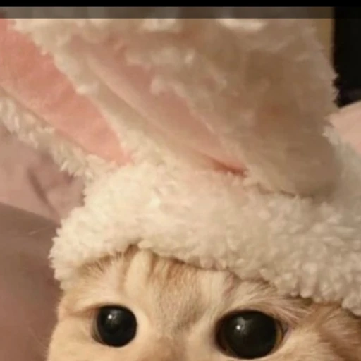 김냥