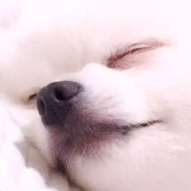 Profile image of 벨키