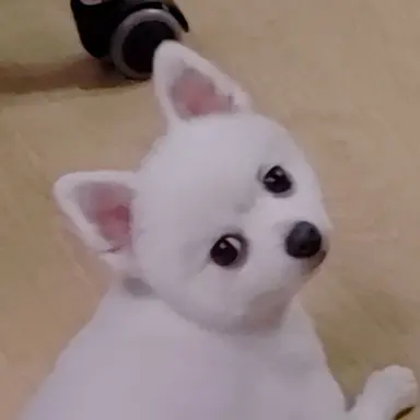 Profile image of 모양몬