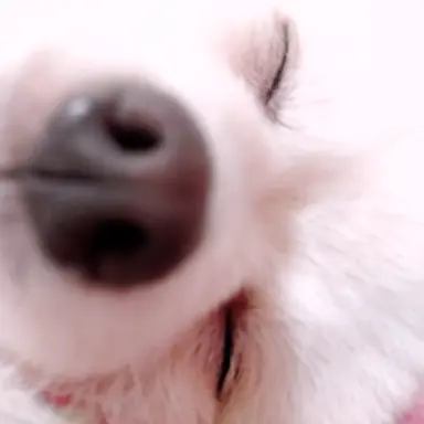 Profile image of 모찌엘