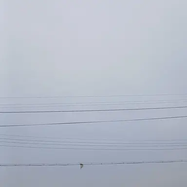 Profile image of 여우