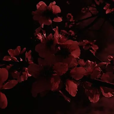 Profile image of 플래그