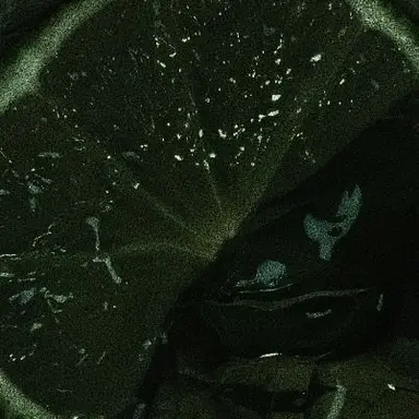 Profile image of 티푸