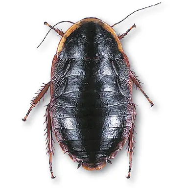Profile image of サツマ太郎
