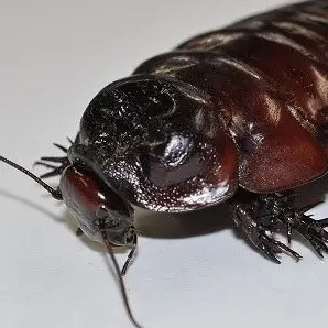 Profile image of ヨロチっち