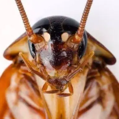 Profile image of ゴキ男