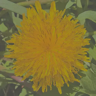 Profile image of 아셀 발렌티나