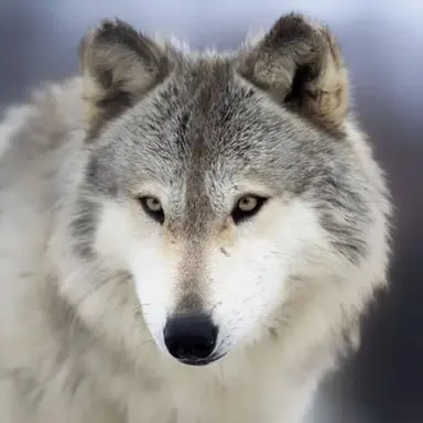 Profile image of 늑대