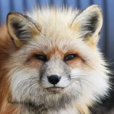 Profile image of 여우