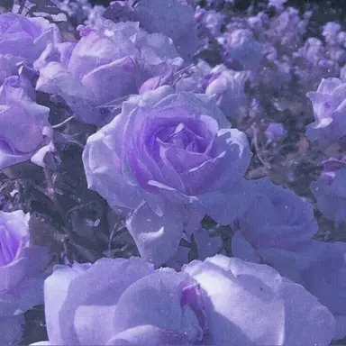 Profile image of 멜로우