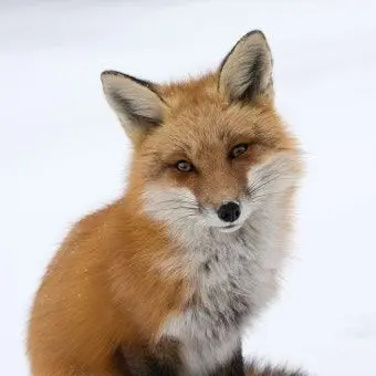 Profile image of 여우