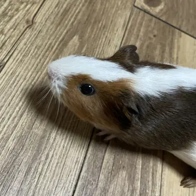 Profile image of 주인공의 반려동물