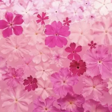 Profile image of はやと