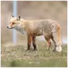 Profile image of ヨウ