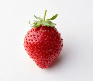 Profile image of sprout
