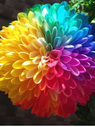 Spruto의 Dandy’sWorld！