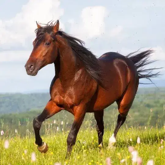 MerryIndri5409의 Horse