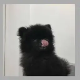 Profile image of ハンス