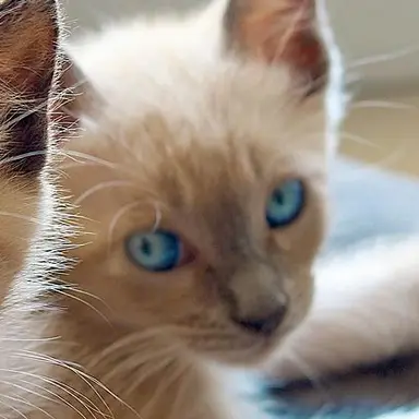 Profile image of 최휘수