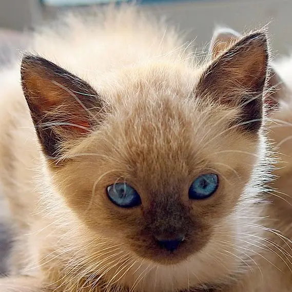 UsefulSugar1746의 최휘수 욕하기