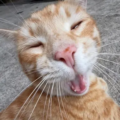 Profile image of 늑대