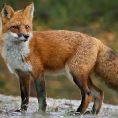 Profile image of 여우