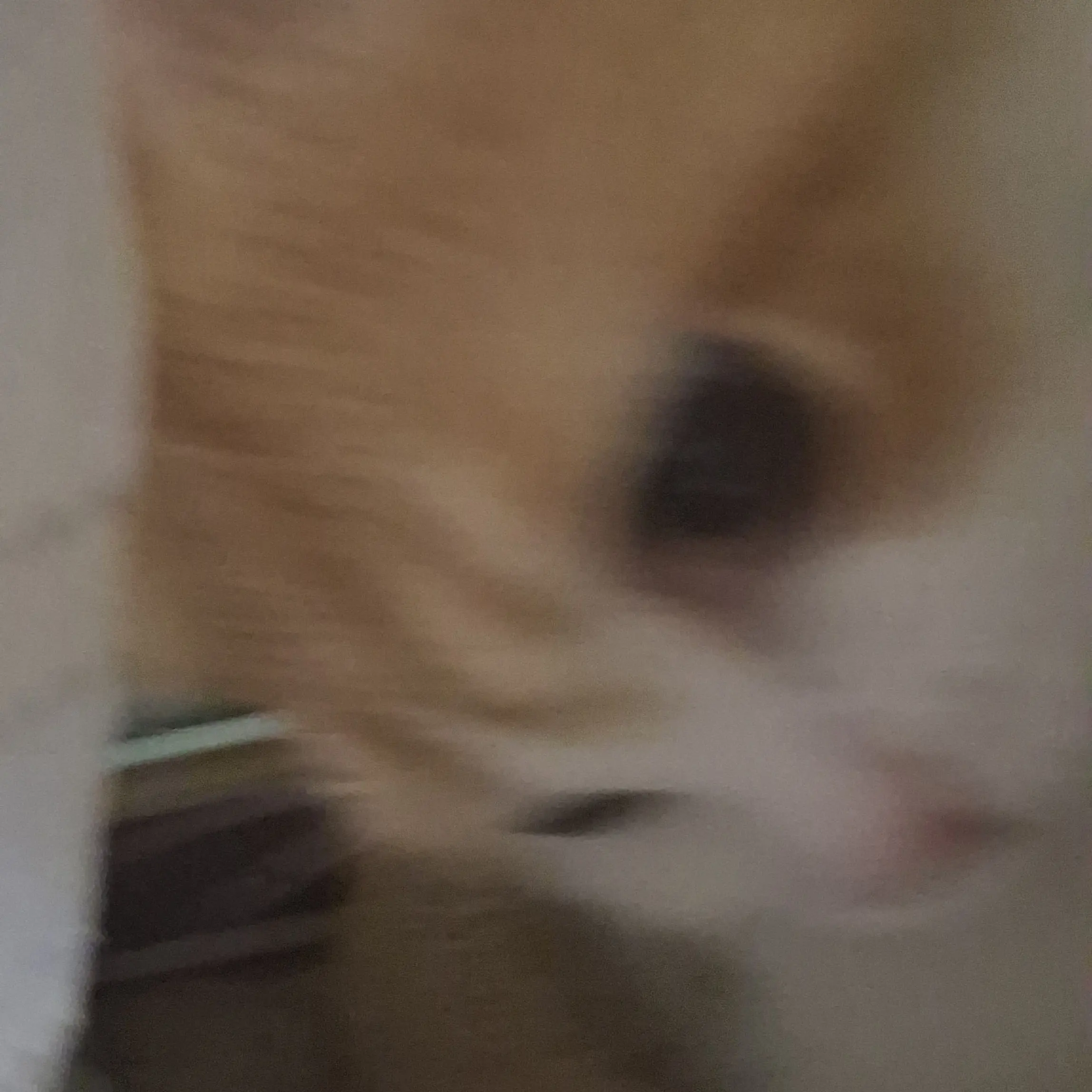 ShiftyHip0580의 우리집고양이 저랑 제친구만 할꺼임