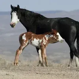 WornCow1813의 Wild Horse Herd