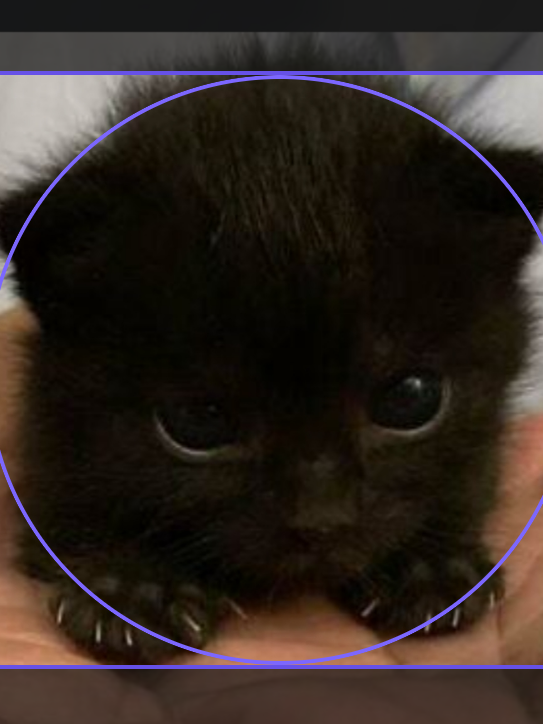 집착 고양이 대표 이미지